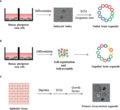 Modeling and Targeting Alzheimer’s Disease With Organoids